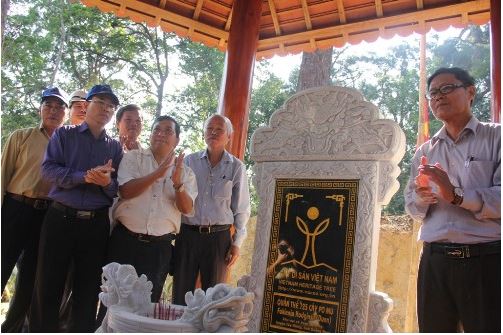 Gắn bia di sản đối với quần thể cây pơmu Tây Giang